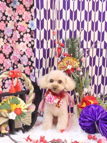 20250116こむぎちゃん